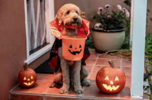 Dog Trick or Treating